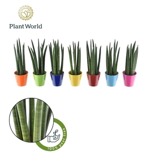 Sansevieria cylindrica overig