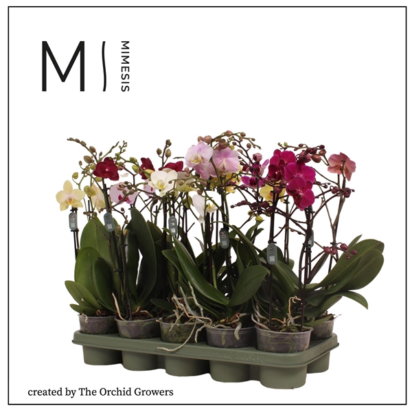 <h4>Mimesis Phal. Multi Mix - 2 spike 12cm</h4>