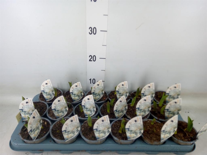 <h4>Tulipa DU 'Popcorn'</h4>