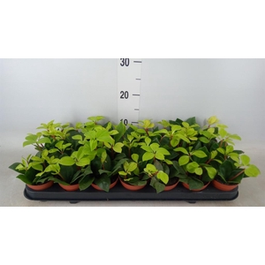 Peperomia pereskiifolia