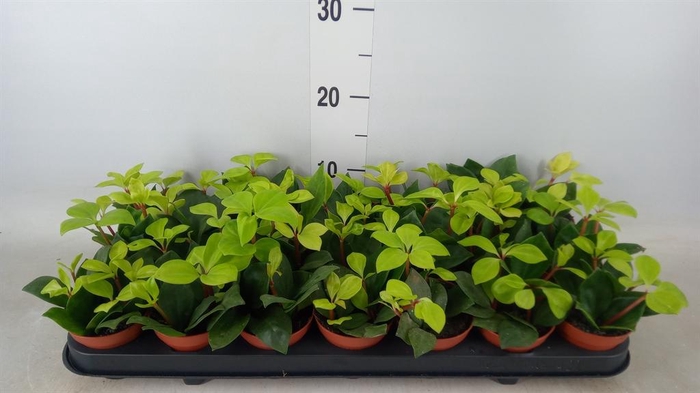 <h4>Peperomia pereskiifolia</h4>