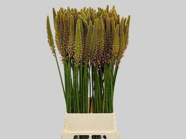 <h4>EREMURUS CLEOPATRA</h4>