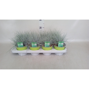 Festuca glauca 'Intens Blue'