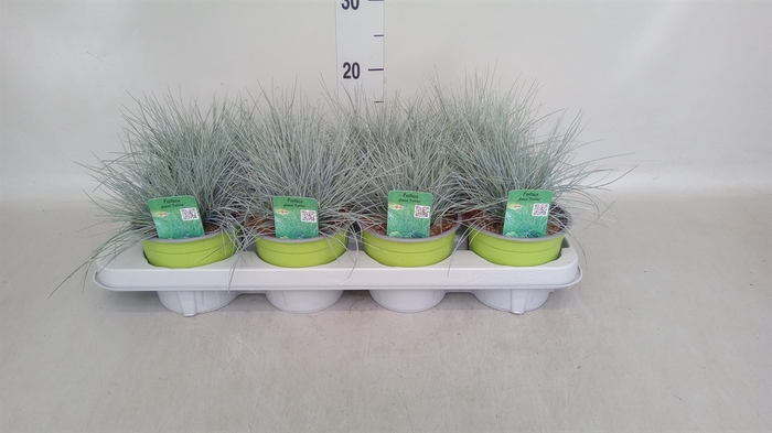 <h4>Festuca glauca 'Intens Blue'</h4>