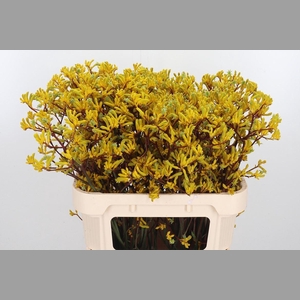 Anigozanthos Yellow Gem