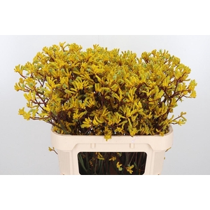 Anigozanthos Yellow Gem