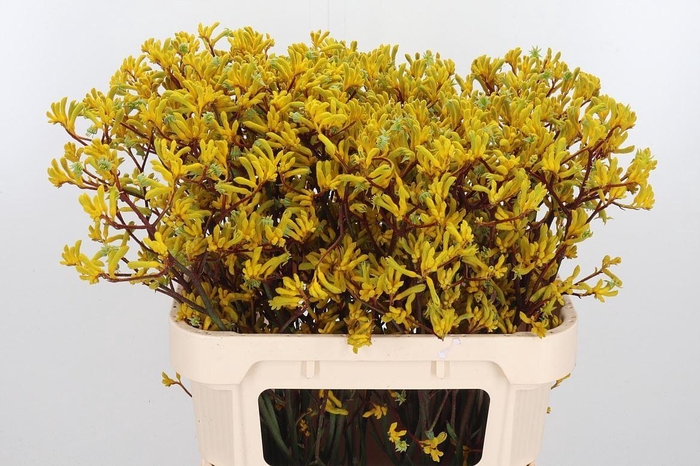 <h4>Anigozanthos Yellow Gem</h4>