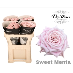 R KL SWEET MENTA