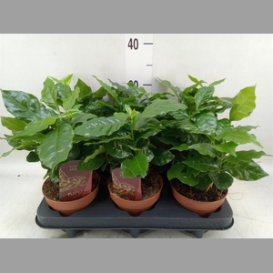Coffea arabica