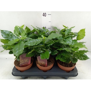 Coffea arabica