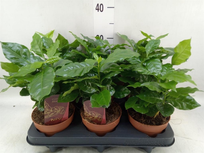 <h4>Coffea arabica</h4>