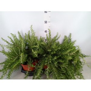 Rosmarinus officinalis   ...