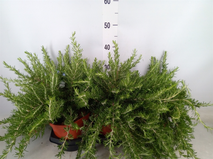 <h4>Rosmarinus officinalis   ...</h4>