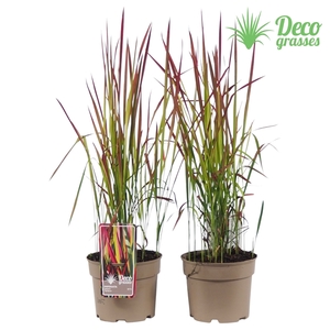 Imperata cylindrica 'Red Baron'