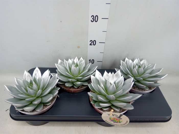 <h4>Echeveria  'Miranda'</h4>