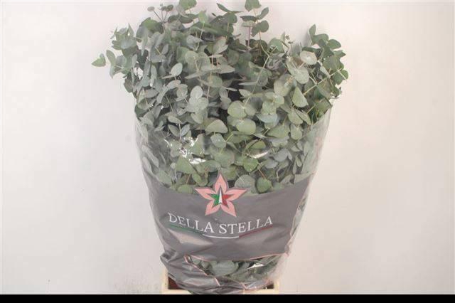 <h4>EUC CINEREA PER BOS</h4>