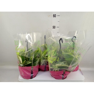 Epipremnum pinn. 'Marble Queen'  HG