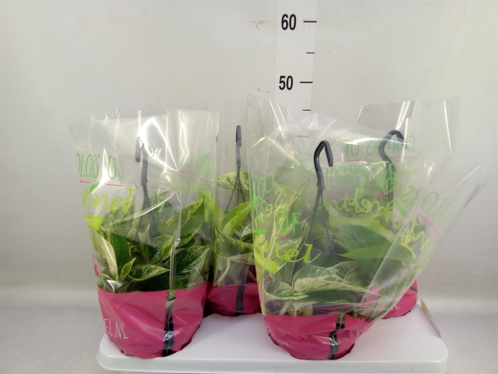 <h4>Epipremnum pinn. 'Marble Queen' HG</h4>