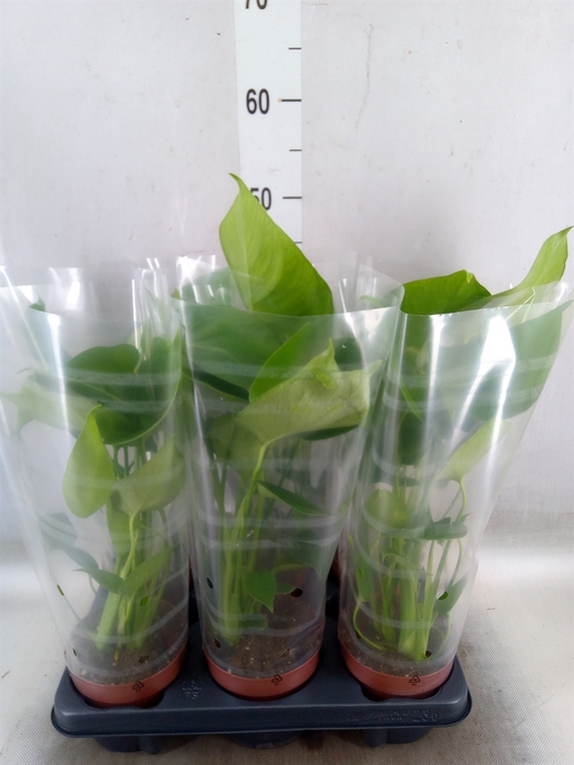 <h4>Monstera   ...</h4>