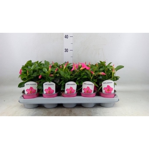 Mandevilla sand. 'Rio Pink'