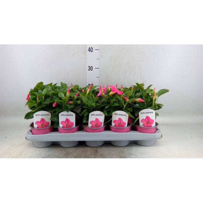 <h4>Mandevilla sand. 'Rio Pink'</h4>