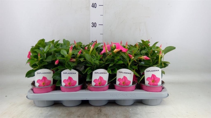 Mandevilla sand. 'Rio Pink'