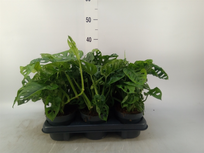 <h4>Monstera obliqua 'Monkey Mask'</h4>
