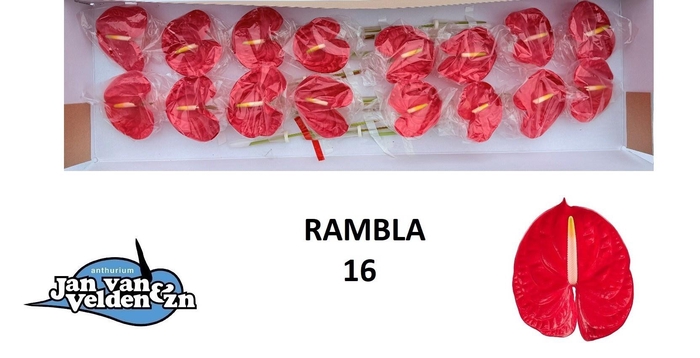 <h4>ANTH A RAMBLA</h4>