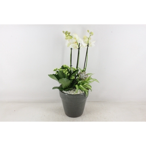 arr2 PL - Ker. pot glazed grey Phal.