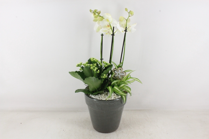<h4>arr2 PL - Ker. pot glazed grey Phal.</h4>