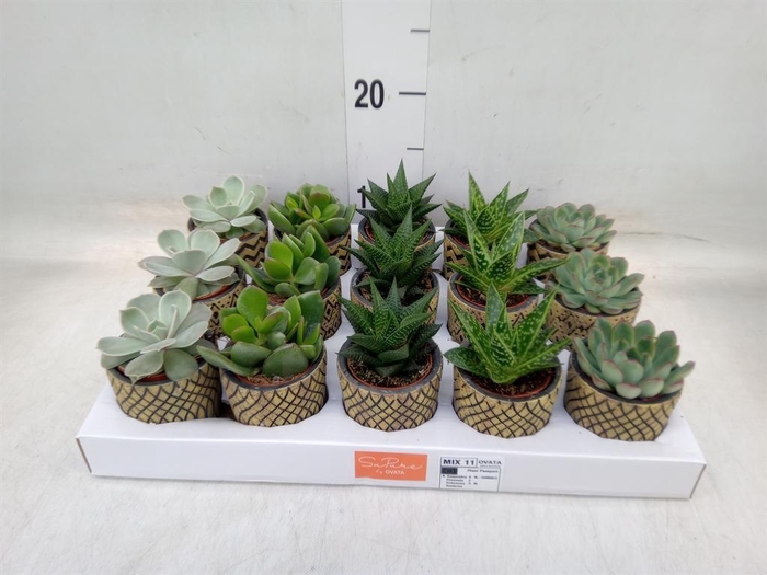<h4>Succulents   ...mix 5</h4>