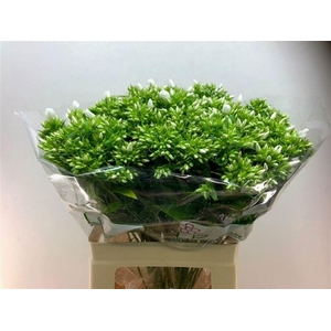 PHLOX WHITECAP