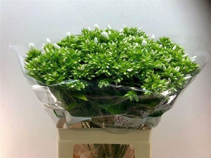 <h4>PHLOX WHITECAP</h4>