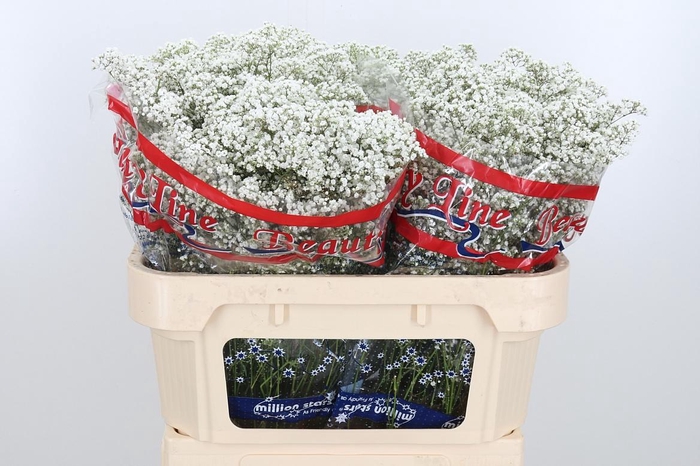 <h4>Gyps Million Star</h4>