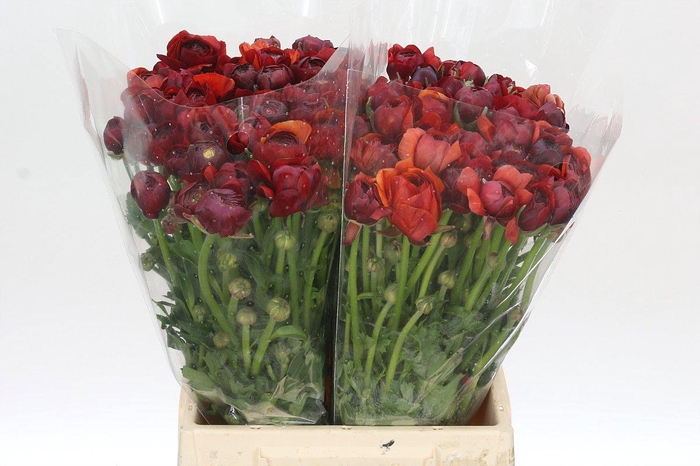 <h4>RAN EL CHOCOLATE</h4>