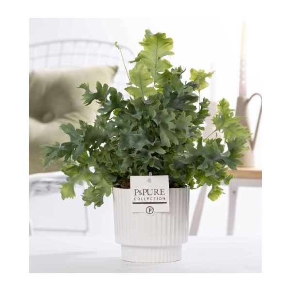 <h4>Phlebodium Davana in P&PURE Ivy ceramics shiny white</h4>