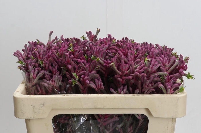 <h4>Anigozanthos Mini Pearl</h4>