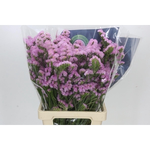 Limonium Sinuatum Pink Light