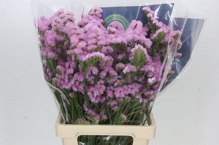 <h4>Limonium Sinuatum Pink Light</h4>