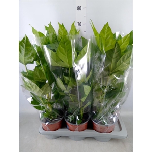 Fatsia japonica   ...