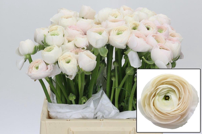 <h4>RAN SU HANOI</h4>