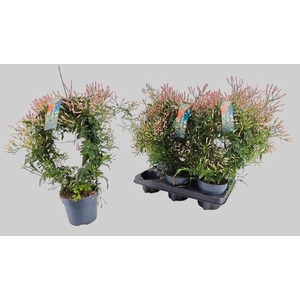 JASM POLYANTHUM WIT