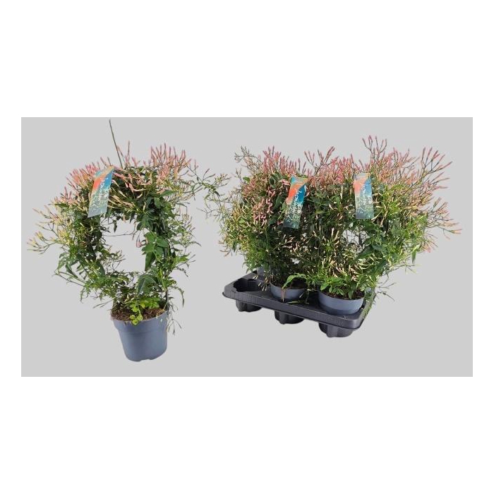 <h4>JASM POLYANTHUM WIT</h4>