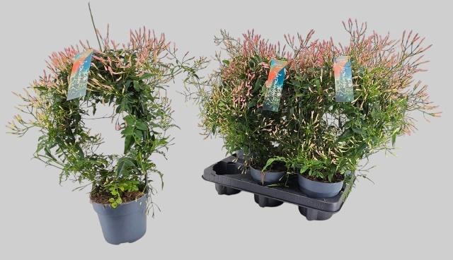 <h4>JASM POLYANTHUM WIT</h4>