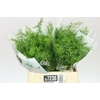 Asparagus Cwebe