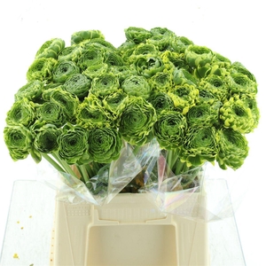 Ran Ponpon Riviera Green