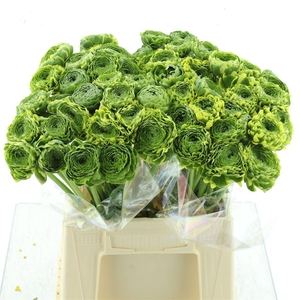 Ran Ponpon Riviera Green