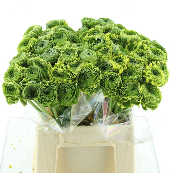 <h4>Ran Ponpon Riviera Green</h4>