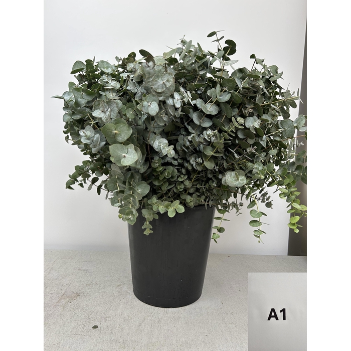 <h4>EUC CINEREA PER STEEL -IT-</h4>