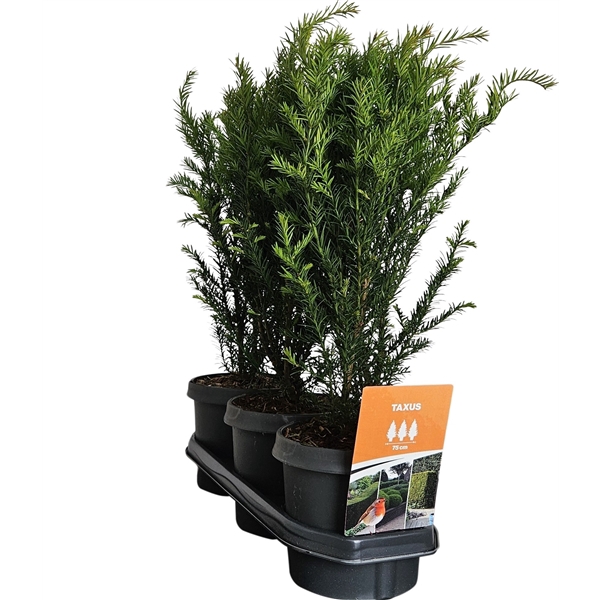 <h4>Hedgeline Taxus media 'Groenland' C3</h4>